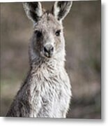 Kangaroo Metal Print