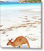 Kangaroos On Beach, Esperance Metal Print