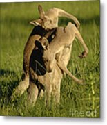 Kangaroos Taking A Bow Metal Print