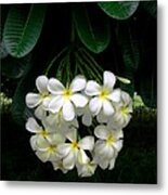 Kawela Plumeria Metal Print