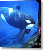 Keiko The Killer Whale Oregon Coast Aquarium Pat Hathaway Photo  1996 Metal Print