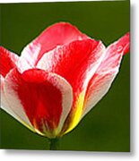 Keukenhof 0013 Metal Print