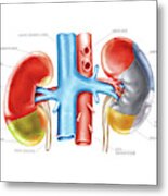 Kidney And Adjacent Organs Metal Print