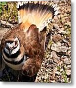 Killdeer On Its Nest Metal Print