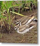 Killdeer Pair Metal Print