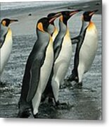 King Penguins Coming Ashore Metal Print