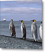 King Penguins On Rocky Shoreline Metal Print