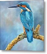 Kingfisher Metal Print