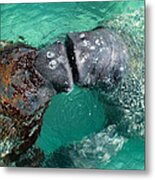 Kissing Manatees Near Harbour Island Metal Print