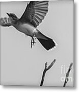 Kite... Metal Print