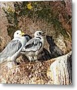 Kitiwake And Chick 3 Metal Print