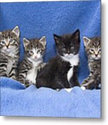 Kittens Sitting On Blanket Metal Print