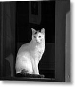 Kitty In The Window Metal Print