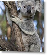Koala Male Australia Metal Print