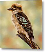 Kookaburra - Australian Bird Painting Metal Print