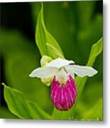 Lady Slipper In The Rain Metal Print