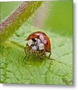 Ladybug On Boneset Leaf Metal Print