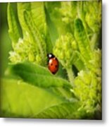 Ladybug On Butterfly Weed Metal Print