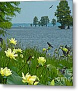 Lake Lotus And Swallows Metal Print