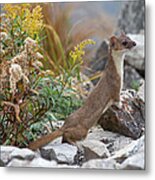 Lamar River Weasel Metal Print