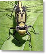Lancet Clubtail Dragonfly Up Close Metal Print