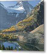 Larch Trees Mt Assiniboine And Sunburst Metal Print