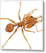 Large-headed Ant Suriname Metal Print