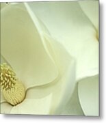 Large White Magnolias Metal Print