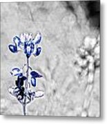 Last Of The Bluebonnets With Color Isolation Metal Print