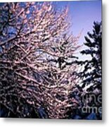 Last Peek Of Winter Sun Metal Print