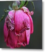 Last Rose Of Summer Metal Print