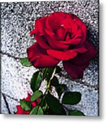 Late Summer Rose Metal Print