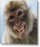 Laughing Gibraltar Ape Barbary Macaque Metal Print