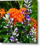 Lavender And Butterfly Weed Metal Print