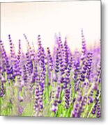 Lavender Metal Print