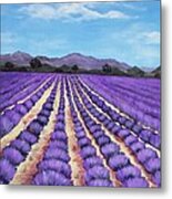 Lavender Field In Provence Metal Print