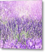 Lavender Field Metal Print