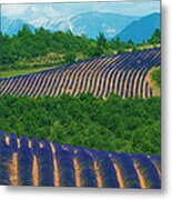 Lavender Fields, Provence, France Metal Print