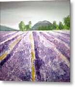 Lavender Fields Metal Print