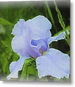 Lavender Iris Metal Print