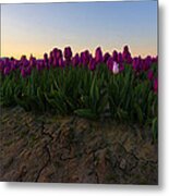 Lavender Tulip Sunrise Metal Print