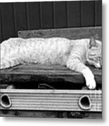 Lazy Cat Metal Print