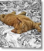 Lazy Cat Metal Print