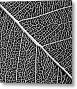 Leaf Structure Metal Print
