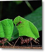 Leafcutter Ant Atta Sp Group Workers Metal Print