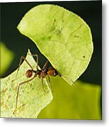 Leafcutter Ant Carrying Freshly Cut Metal Print