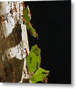 Leafcutter Ant Carrying Leaves Costa Metal Print