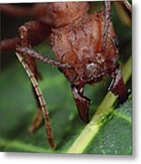 Leafcutter Ant Cutting Papaya Leaf Metal Print