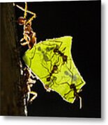 Leafcutter Ants Carrying Leaves Metal Print