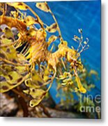Leafy Sea Dragon Phycodurus Eques. Metal Print